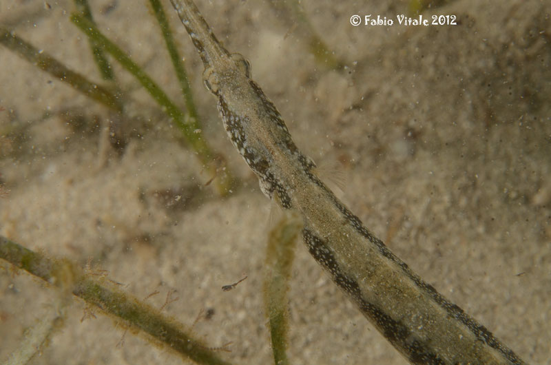Syngnathus abaster e Syngnathus typhle